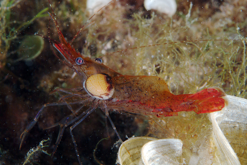 Palaemon serratus dalla livrea chiara